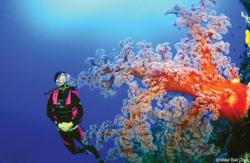 Diving the Coral Sea, Australia